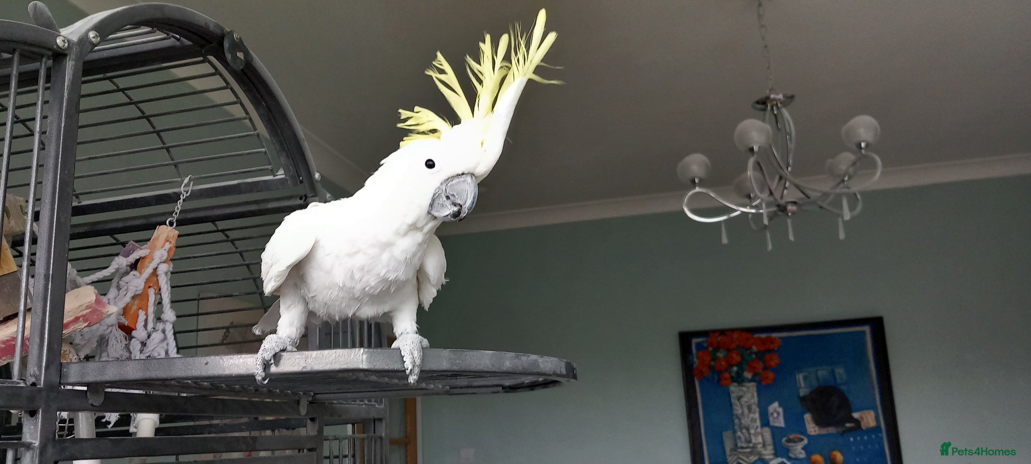 Cockatoo birds for sale: Cockatoo for sale - Advert 1
