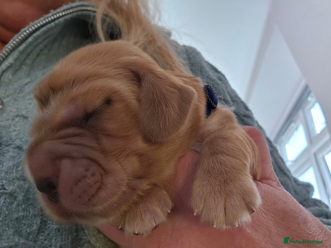 Cocker Spaniel dogs for sale: Health tested Boxing day show Cocker Spaniels   - Advert 8