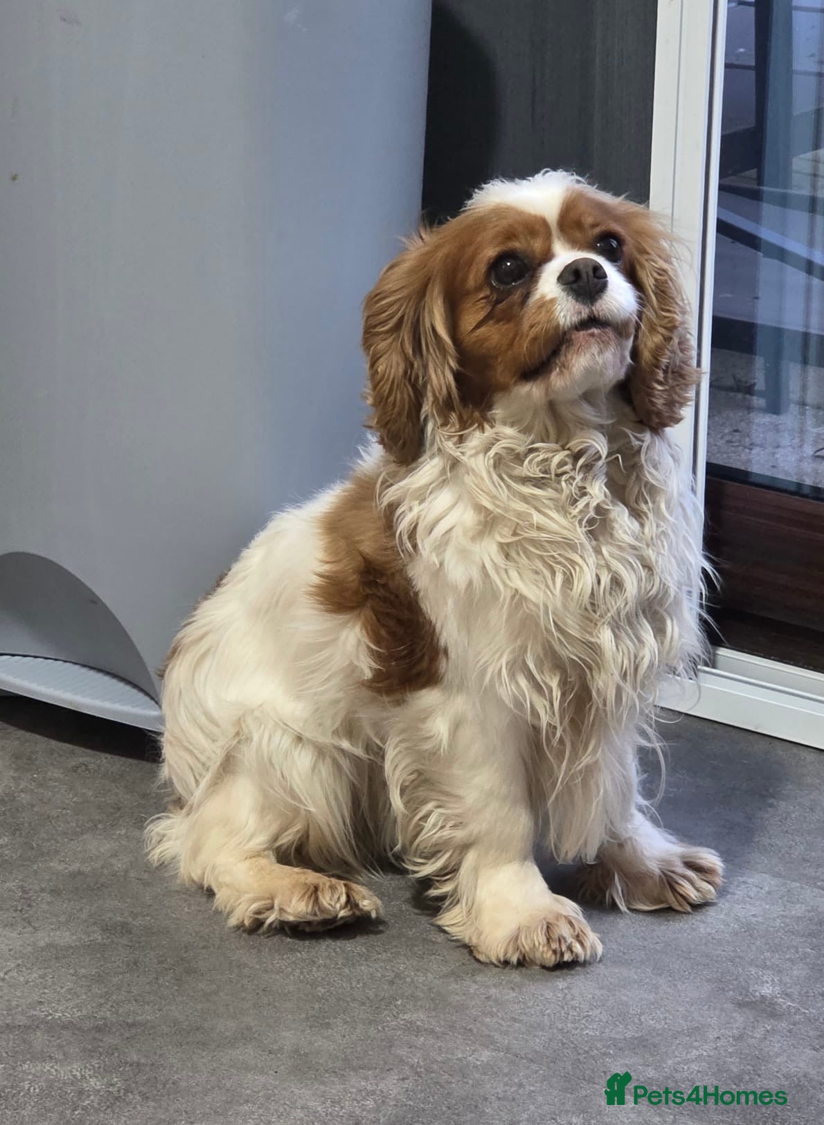 Cavalier King Charles Spaniel dogs Willow looking for a new home  - Advert 1