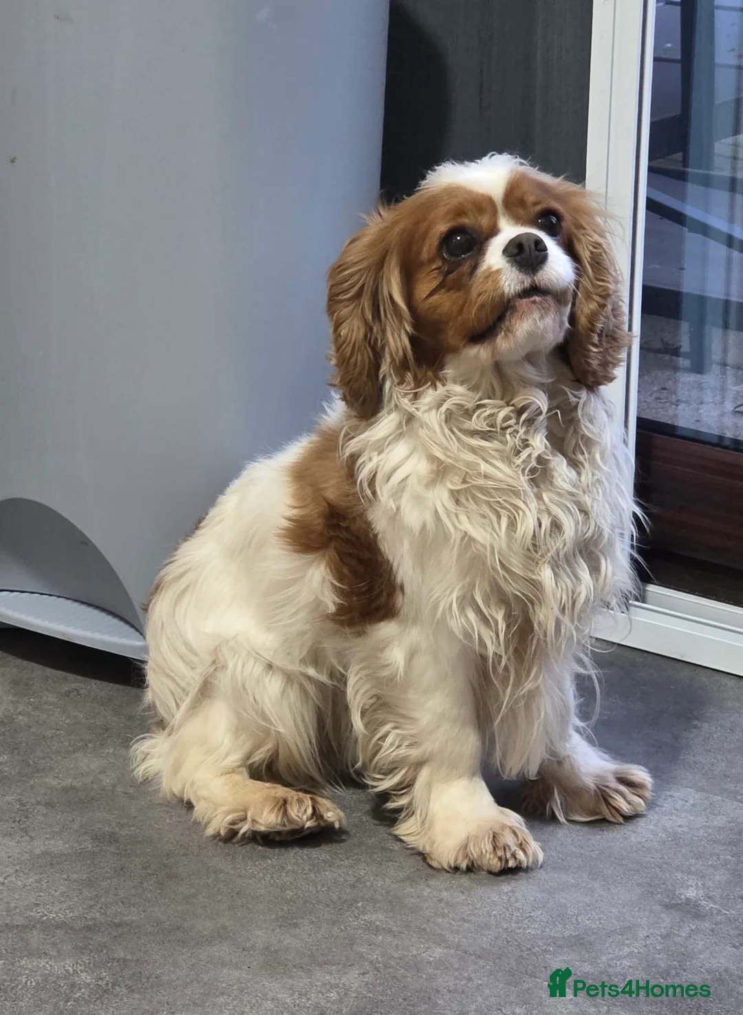 Cavalier King Charles Spaniel dogs for sale: Willow looking for a new home  - Advert 1
