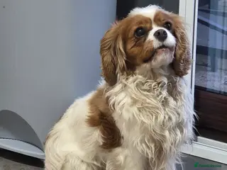 Cavalier King Charles Spaniel dogs Willow looking for a new home - Advert 1