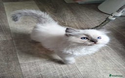 Ragdoll cats for sale: Beautiful blue point Ragdoll  - Image 1