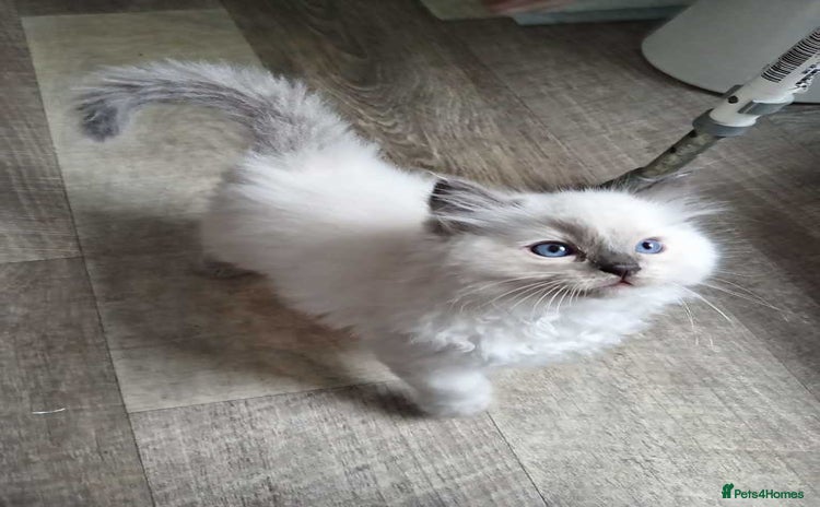 Ragdoll cats - Advert 1