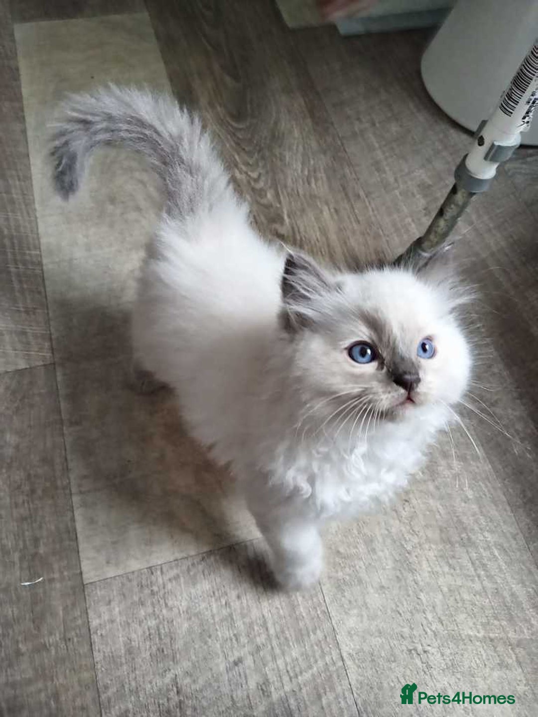 Ragdoll cats for sale: Beautiful blue point Ragdoll  - Image 1