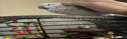 Parakeets birds for sale: Hand reared, talking, cuddly Quaker parrot  in Middlesbrough - Advert 4