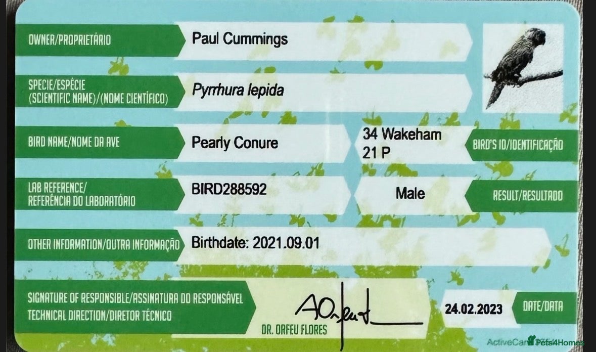 Conures birds Pearly Conure - Advert 2