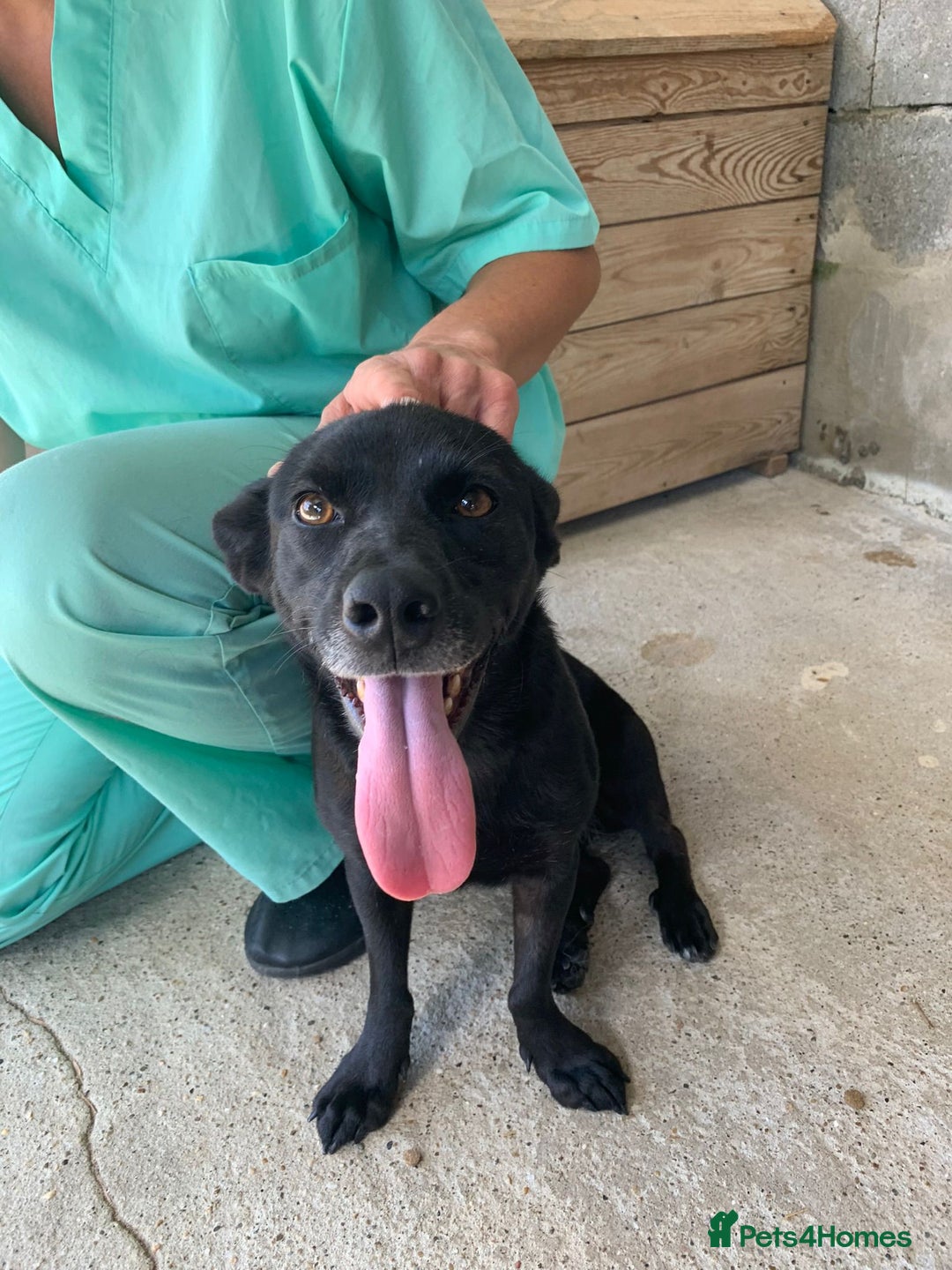 Mixed Breed dogs for adoption: Madison, 2 yrs approx. Available for adoption.. - Image 12