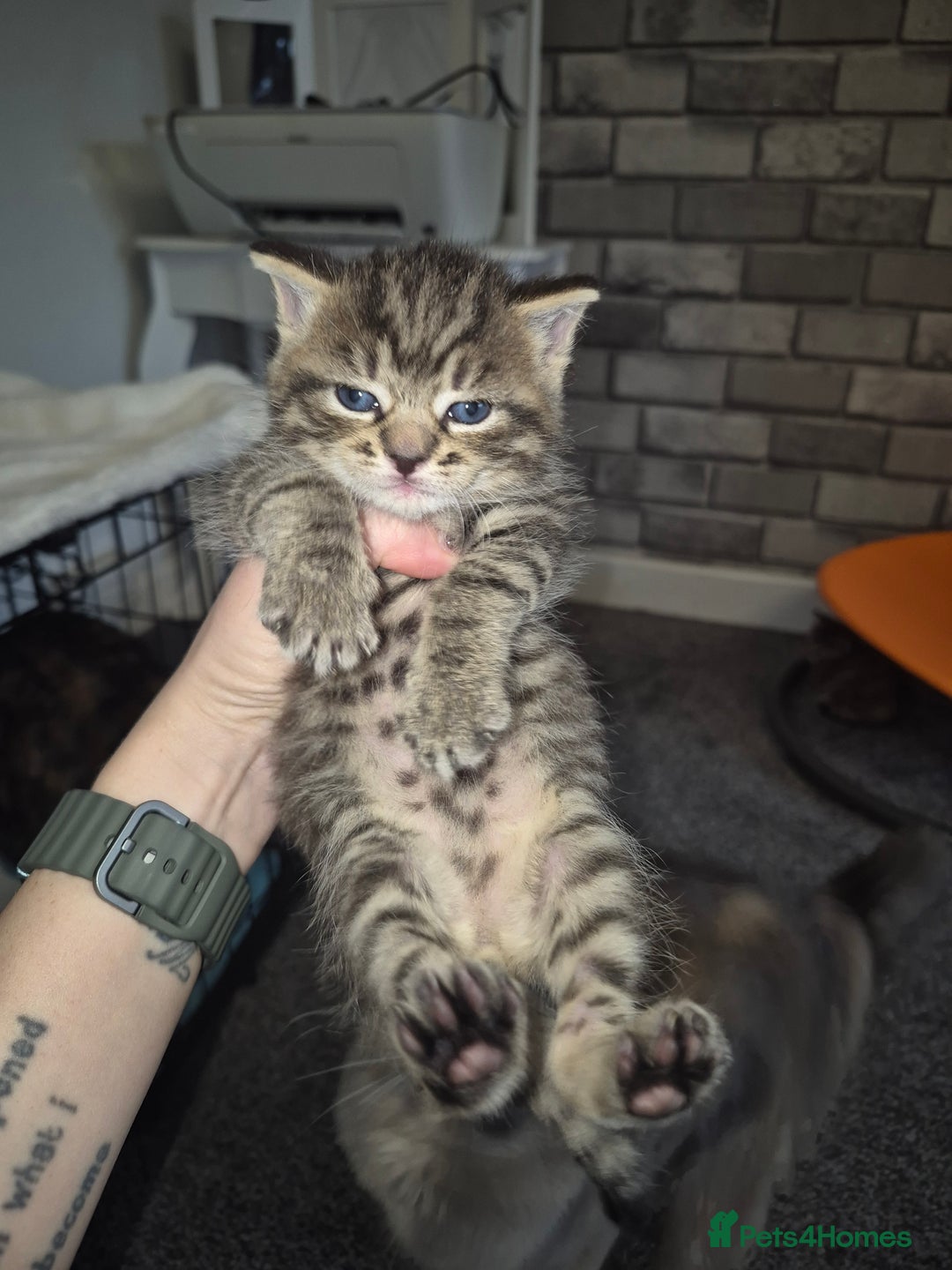 Mixed Breed cats for sale: 2 beautiful kittens  - Advert 11