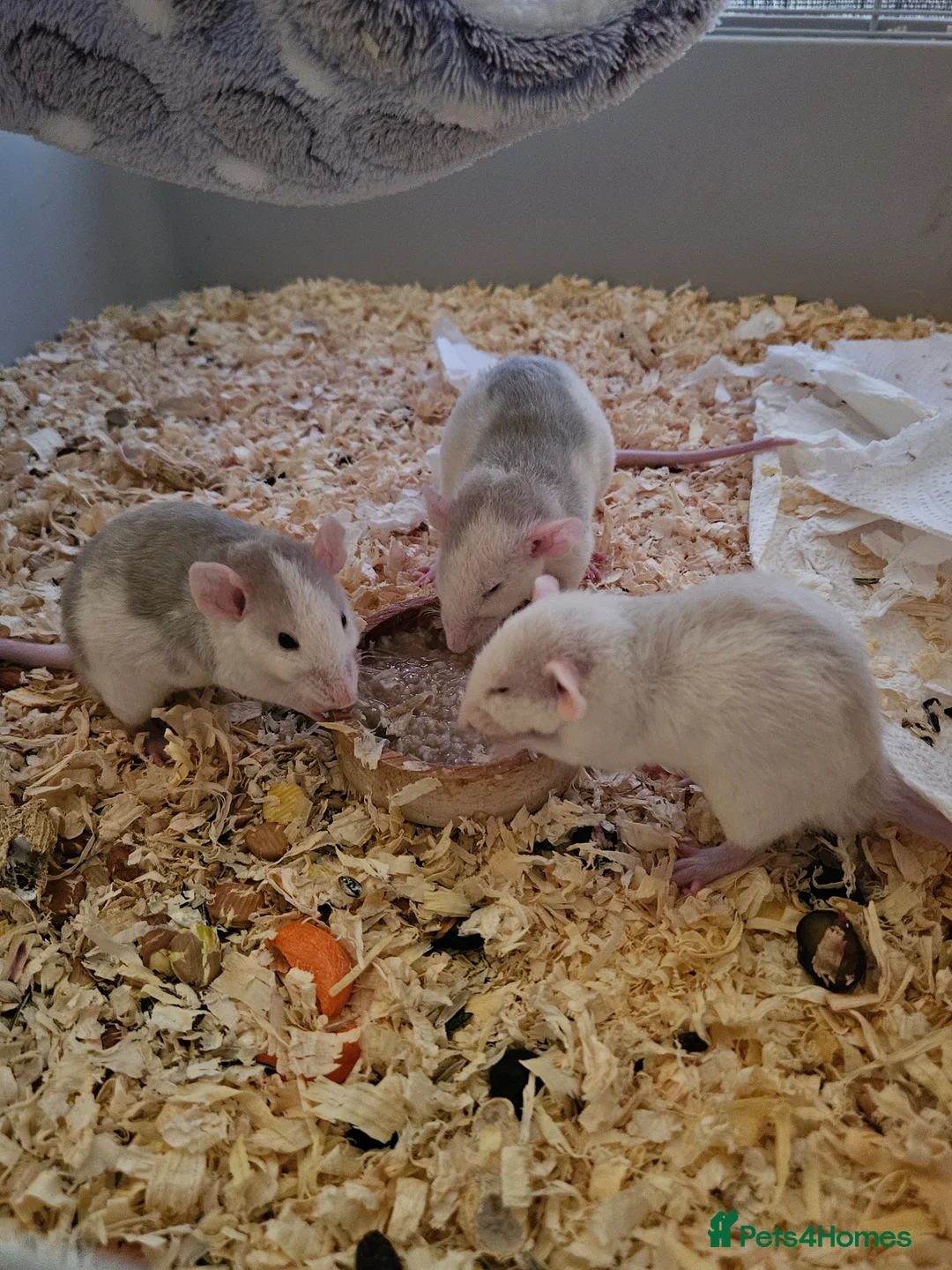 Rat rodents for sale: Rat babies for sale - Advert 1