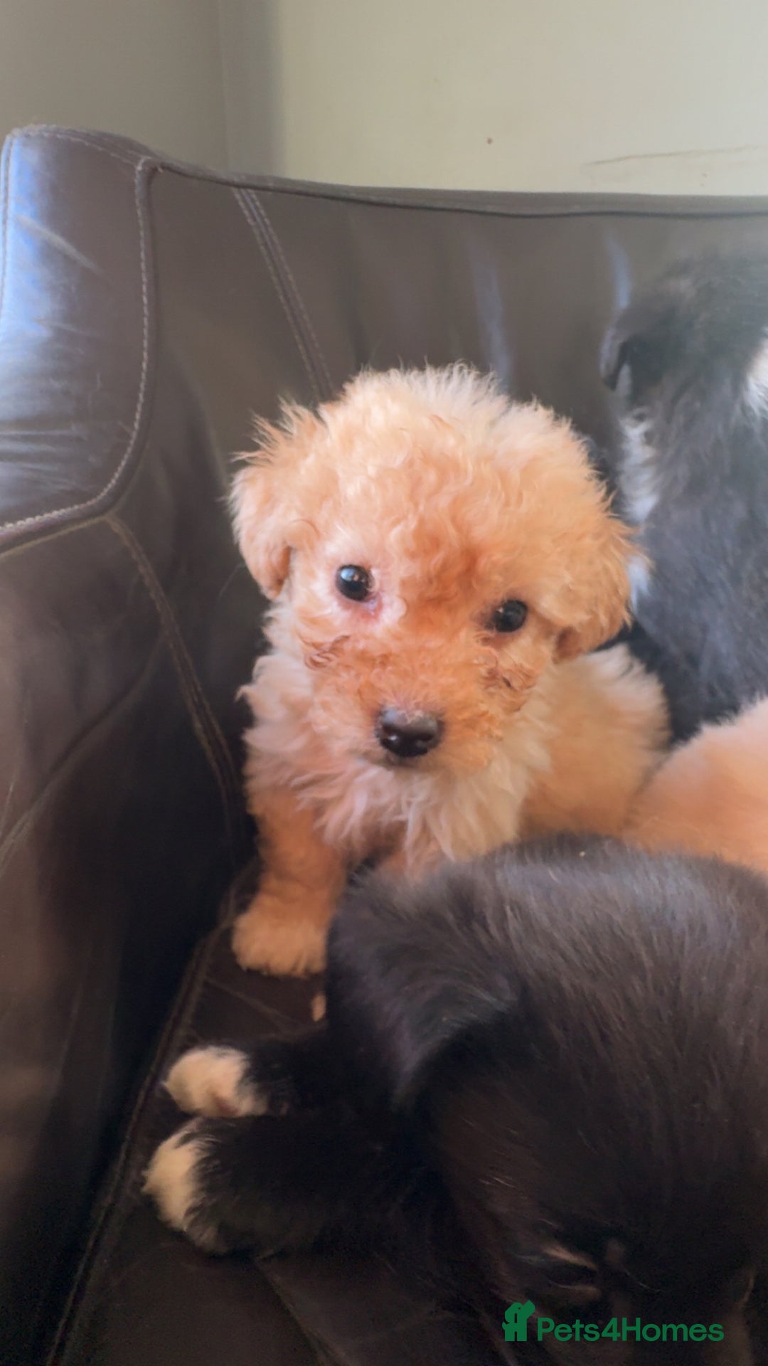 Mixed Breed dogs for sale: Cute Corgipoo s in need of home !! - Advert 11