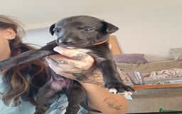 Whippet dogs for sale: Whippet  - Image 11