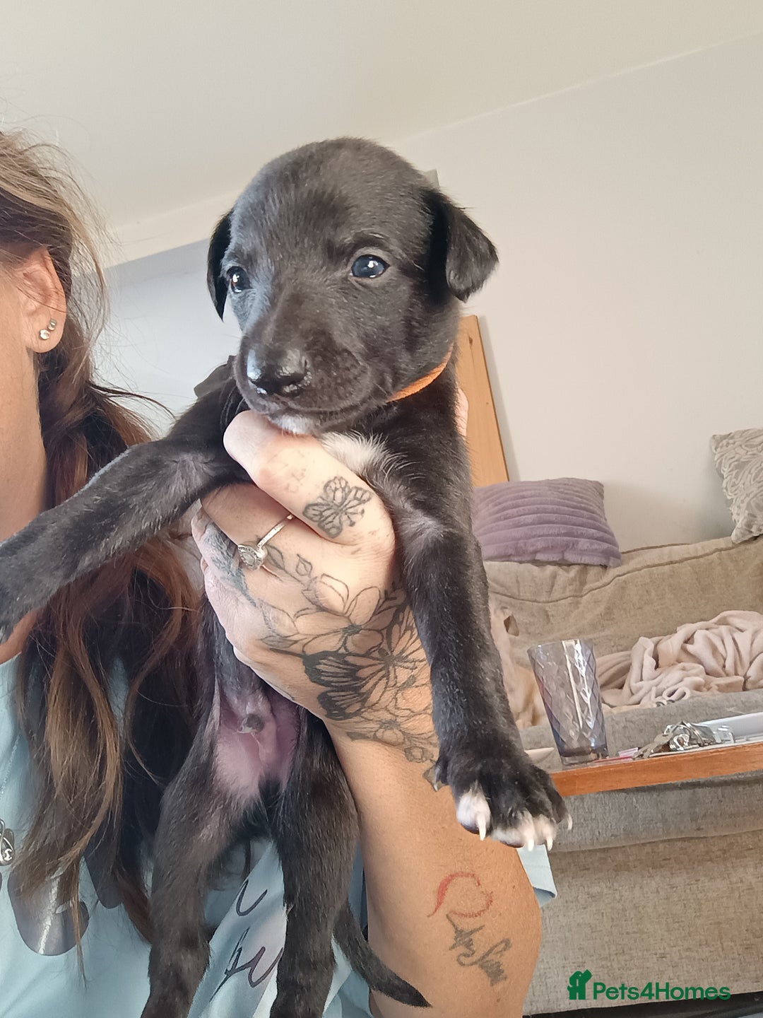 Whippet dogs for sale: Whippet  - Image 11