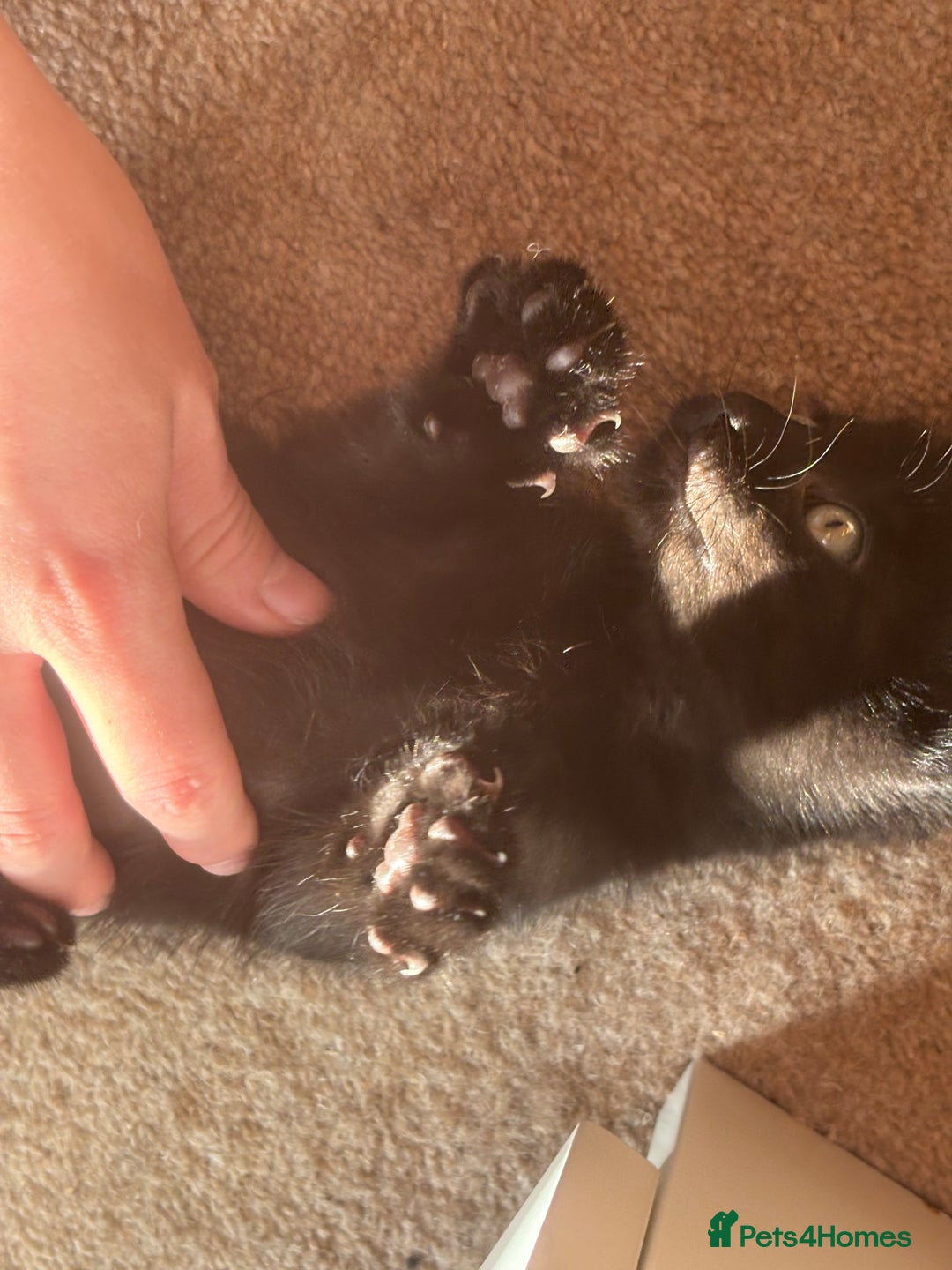 Mixed Breed cats for sale: Black Short Hair Kitten - female - Image 8