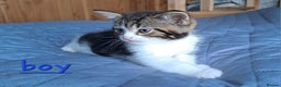 Domestic Shorthair cats for sale: 3 gorgeous kittens for sale - Advert 5