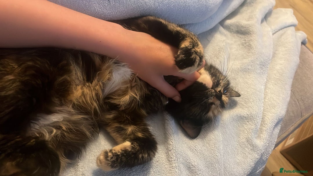 British Longhair cats for sale: Beautiful tortoiseshell female cat - Image 6