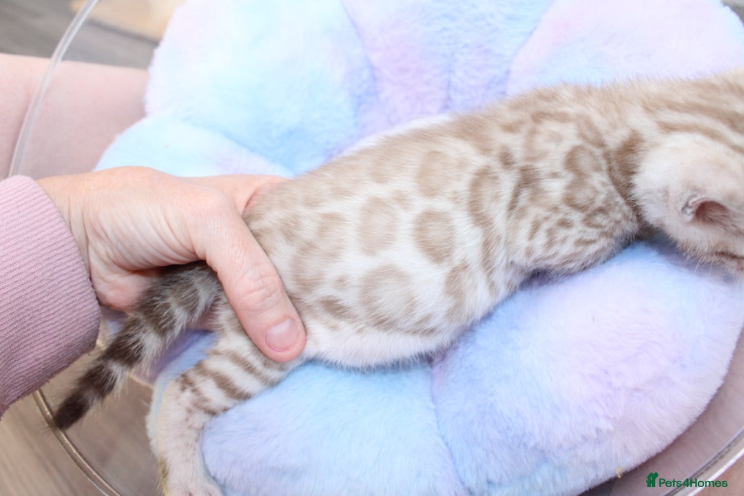 Bengal cats for sale: 😻OUTSTANDING SHOW BENGALS. SHOW WINNING PARENTS🏆 - Image 30
