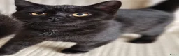 Mixed Breed cats for sale: Gorgeous kittens black girl and black boy  - Advert 8