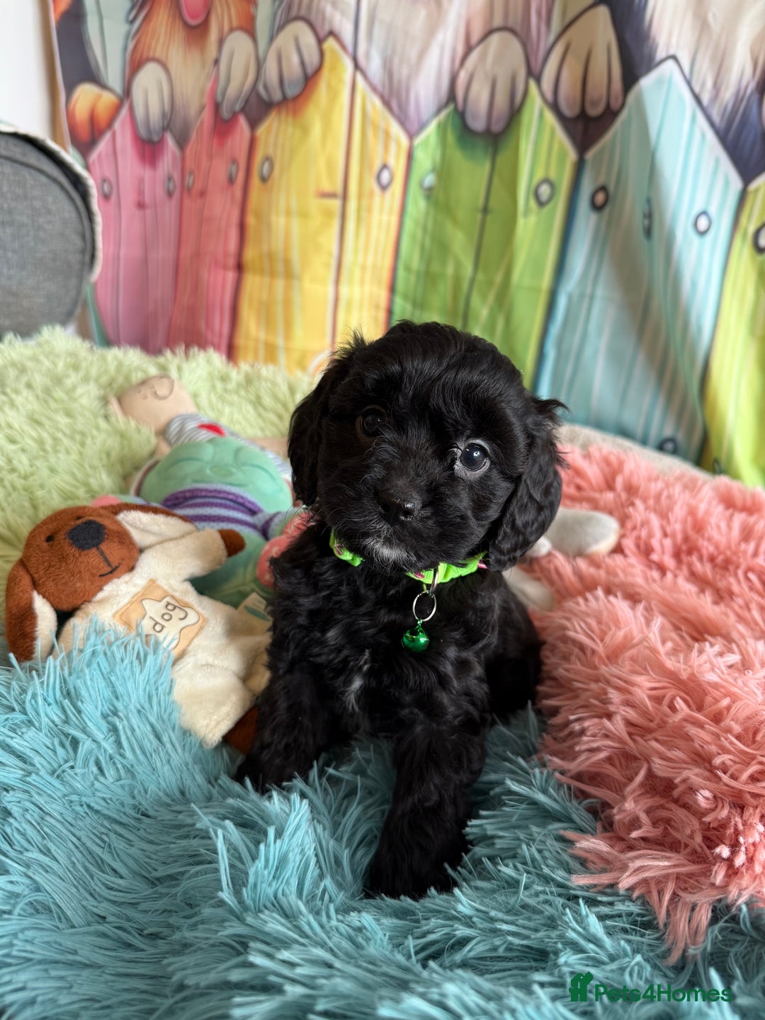 Cavapoo dogs for sale: F1 TOY Cavapoo puppies available  - Image 4