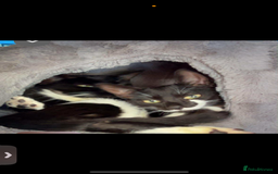 Domestic Shorthair cats for sale: Twix and twirl 🧡 - Image 4