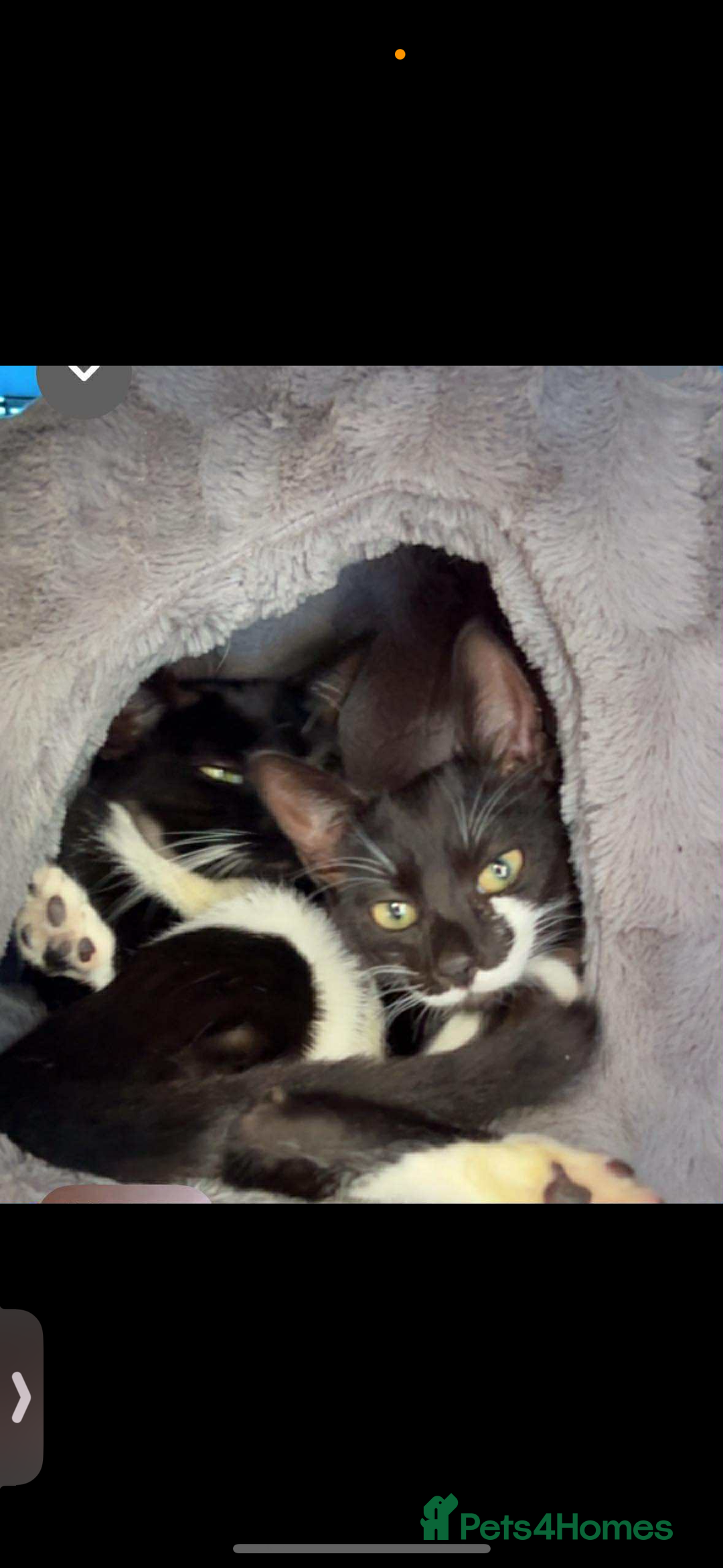 Domestic Shorthair cats for sale: Twix and twirl 🧡 - Image 4