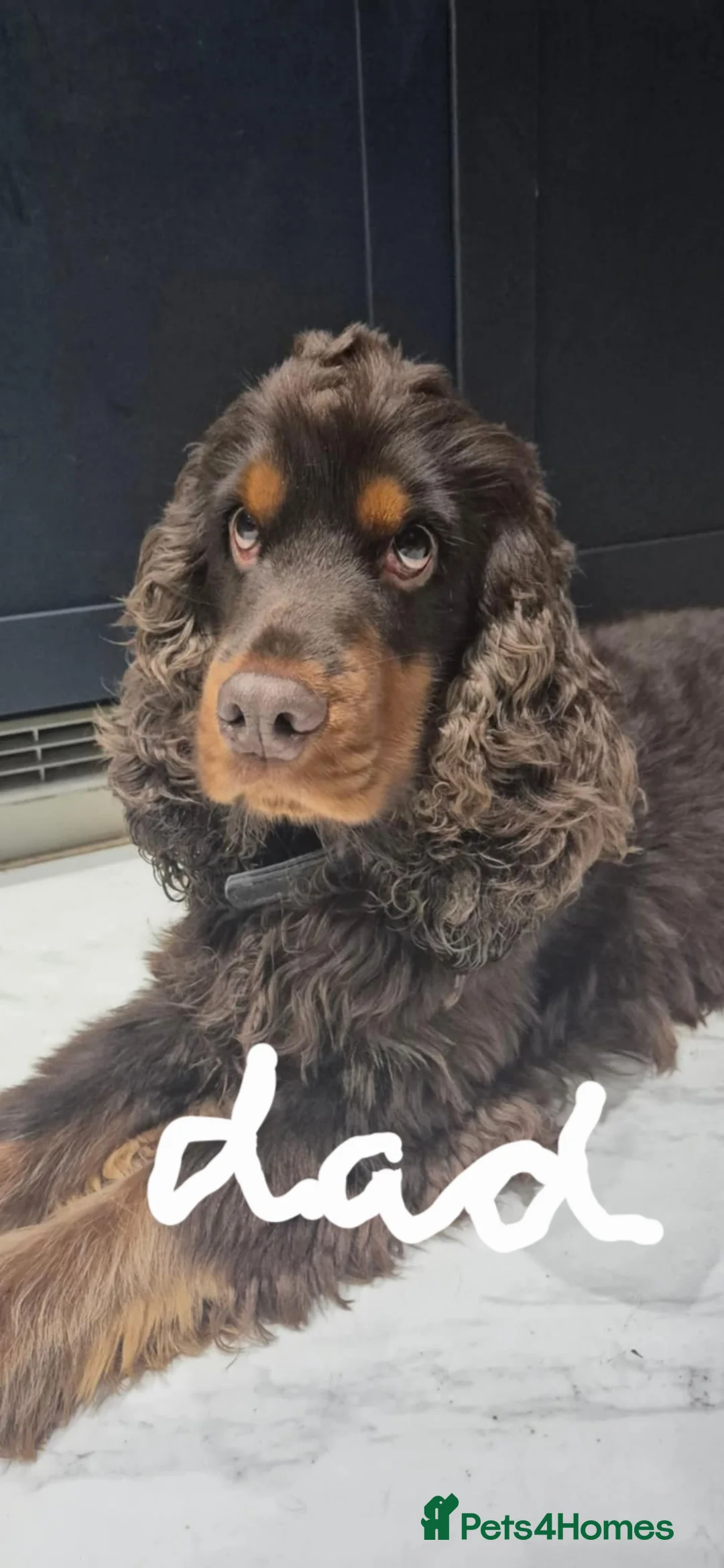 Cocker Spaniel dogs for sale: Here we have a Stunning Show Cocker pup - Advert 2