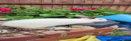 Mixed Breed rabbits for sale: Rabbits in Birmingham - Advert 16