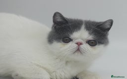Exotic cats for sale: Outstanding quality Exotic boy & Persian girls - Image 1