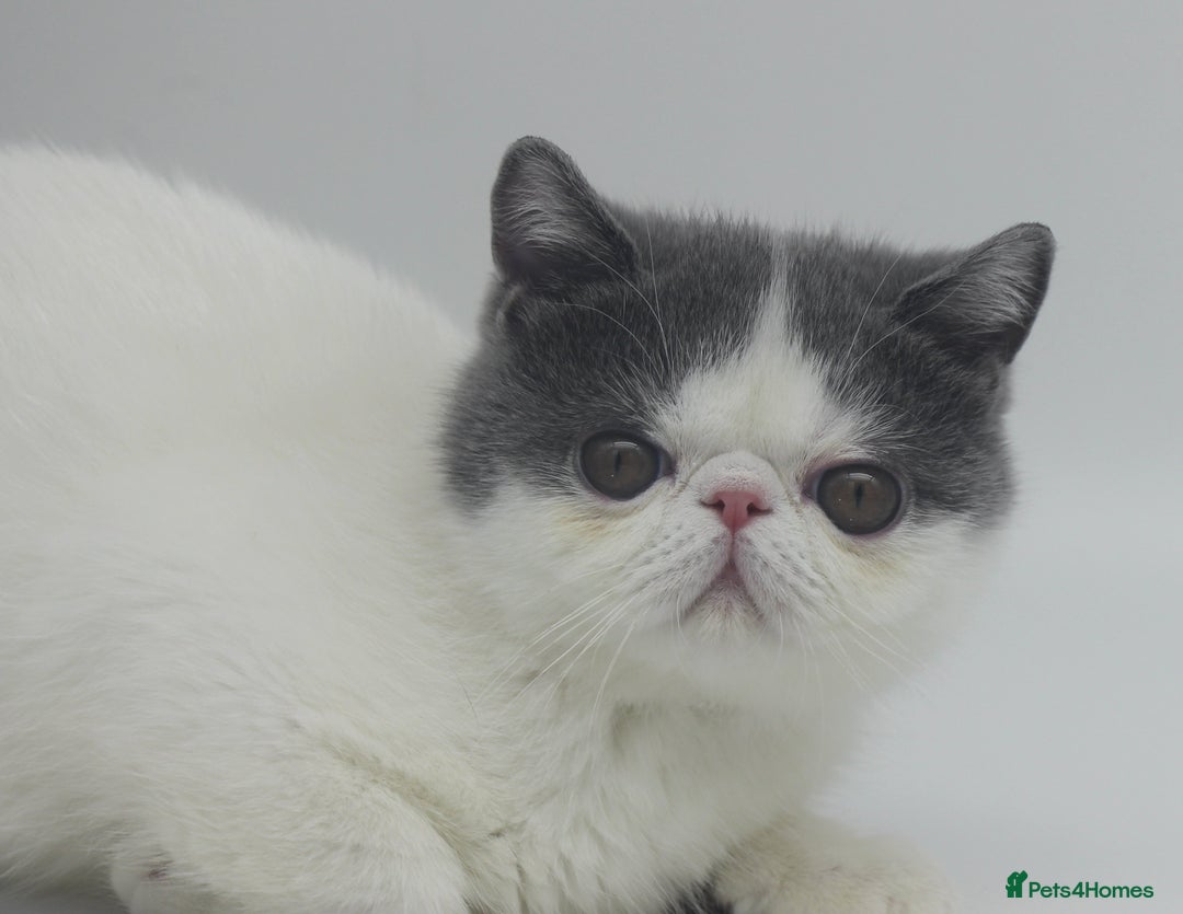 Exotic cats for sale: Outstanding quality Exotic boy & Persian girls - Image 1