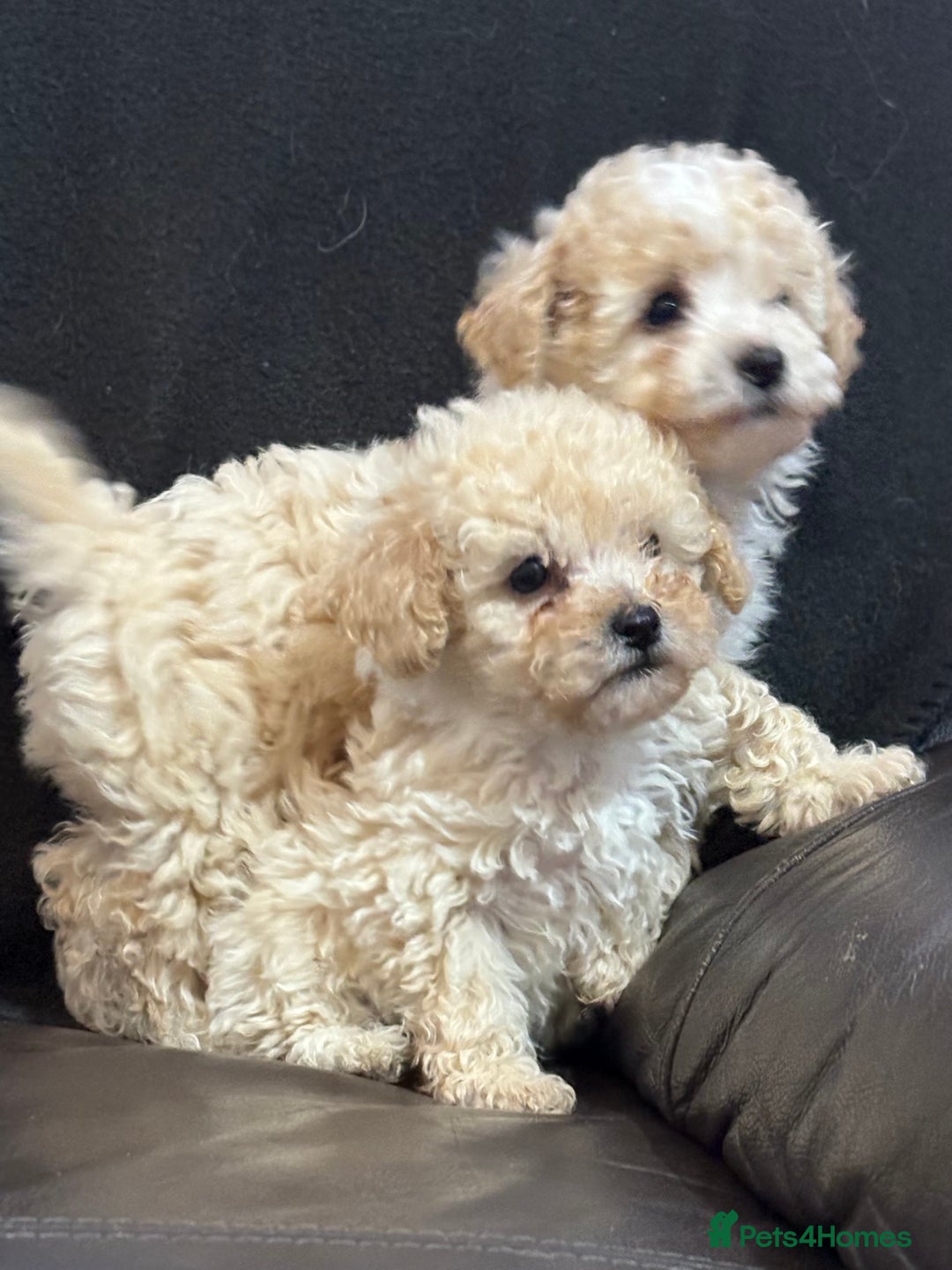 Poochon dogs for sale: Stunning Litter of Poochon puppies  - Image 8