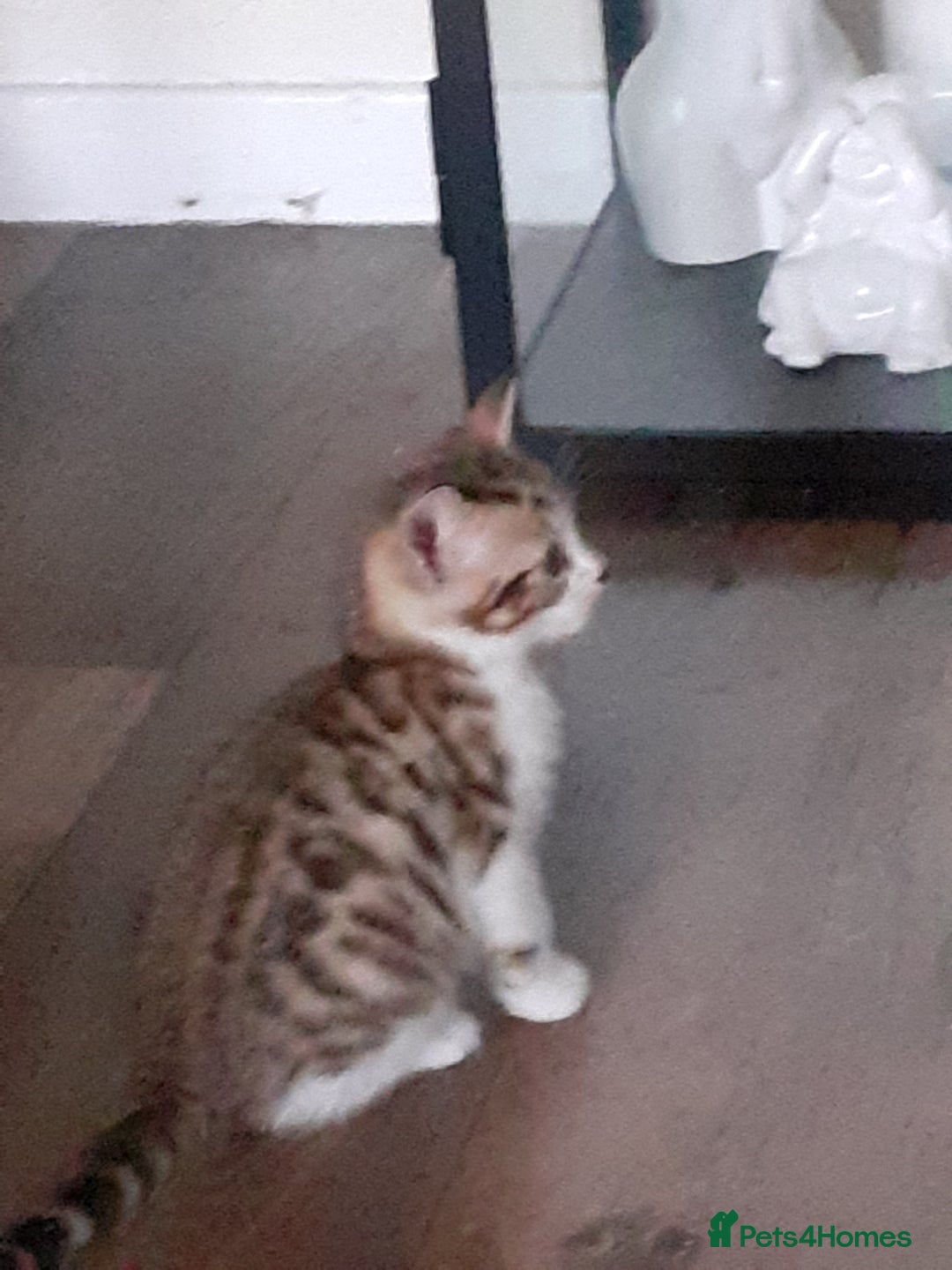 Khao Manee cats for sale: Khao manee  - Advert 5