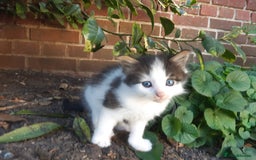 Mixed Breed cats for sale: 6 Kittens Available to take home today 😸  - Image 15