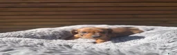 Miniature Dachshund dogs for sale: KC registered Miniature dachshunds red&shaded red - Advert 18