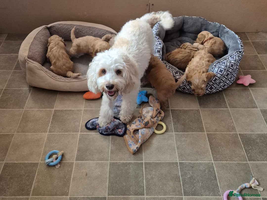 Cockapoo dogs for sale: READY NOW !! ONLY 3 COCKERPOO PUPPIES LEFT !!! in Alfreton - Image 17