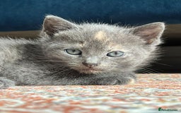 British Shorthair cats for sale: One female and one male British short hair kitten  - Image 7