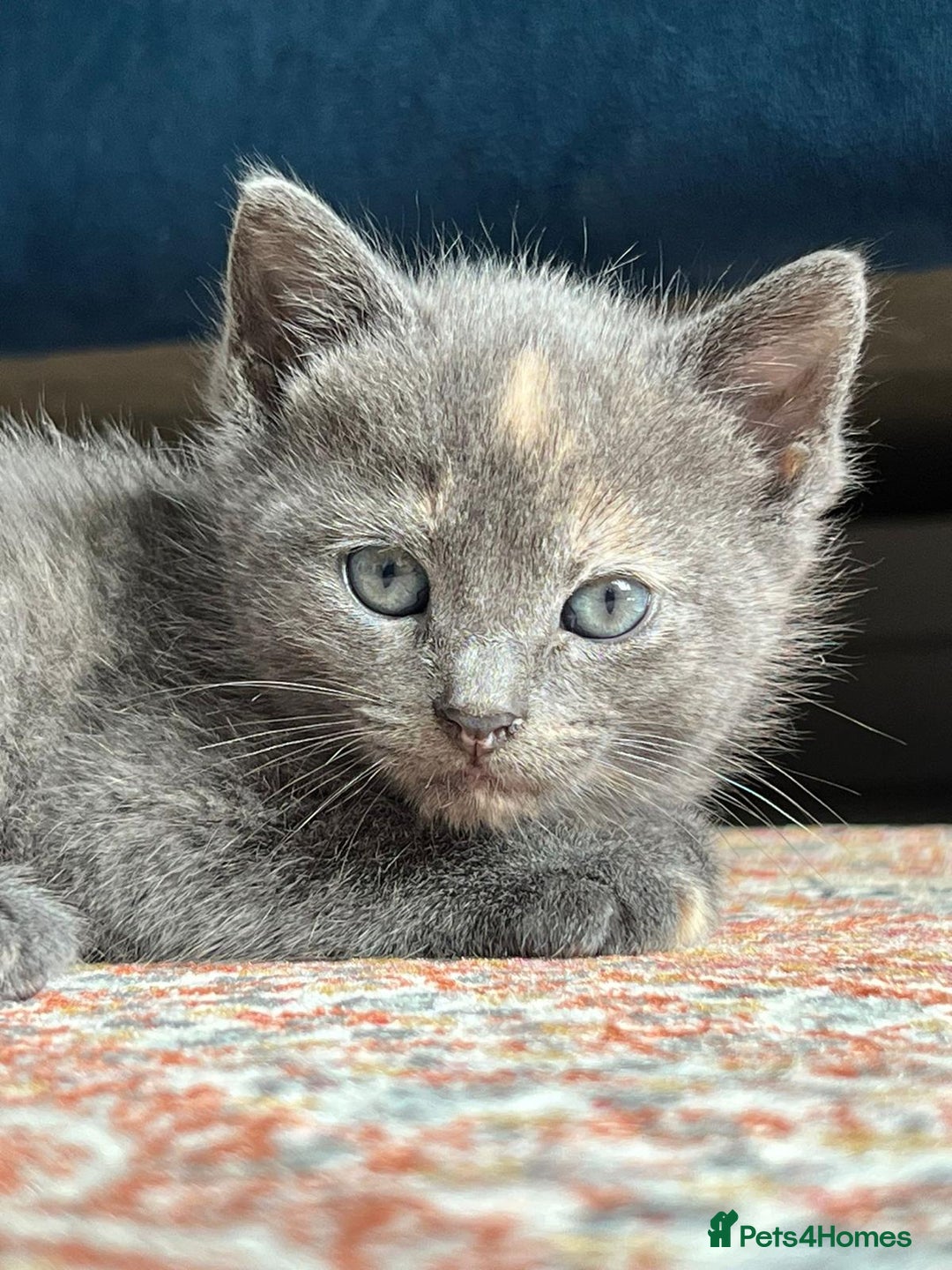 British Shorthair cats for sale: One female and one male British short hair kitten  - Image 7