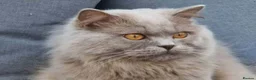 British Shorthair cats for sale: British Shorthair ready now!  - Advert 23