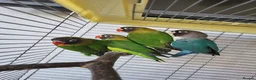 Lovebirds birds for sale: Black Masked lovebirds in Orpington - Advert 6