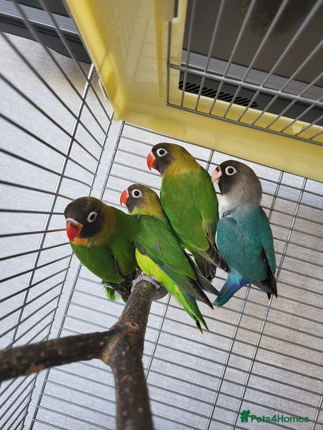 Lovebirds birds for sale: Black Masked lovebirds in Orpington - Advert 6