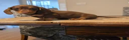 Dachshund dogs for sale: Beautiful short hair dachshund puppies in Bournemouth - Advert 12