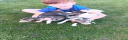 Saluki dogs for sale: KC registered saluki puppy’s  - Advert 3