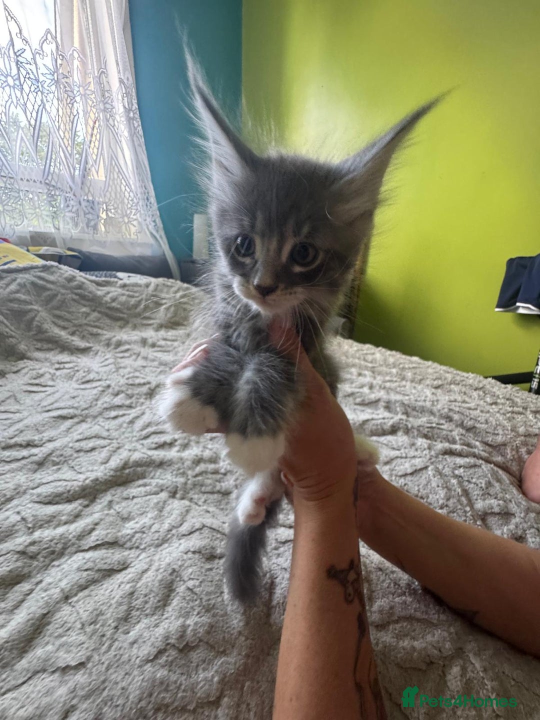Maine Coon cats for sale: Gorgeous maine coon kittens  - Image 15