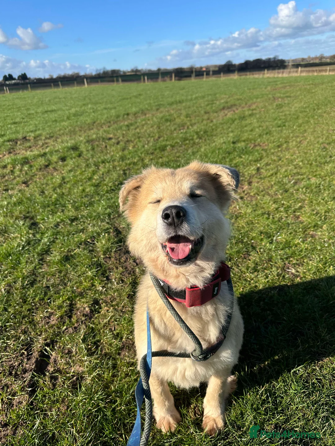 Mixed Breed dogs for adoption: Meet Paddy, currently residing in Cheshire  in Nantwich - Advert 4