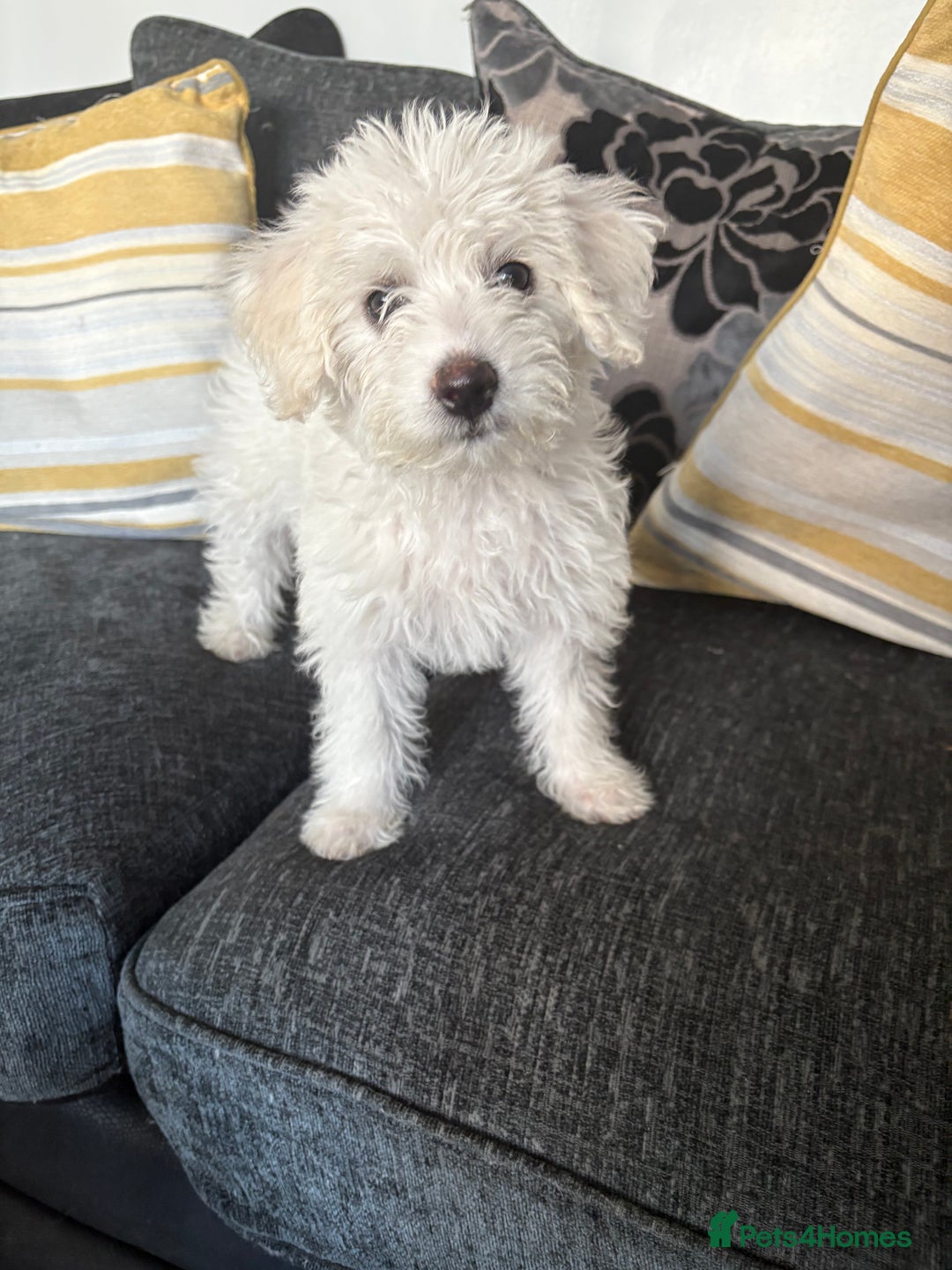 Mixed Breed dogs for sale: Yorkie bichon X bichon frise - Image 11