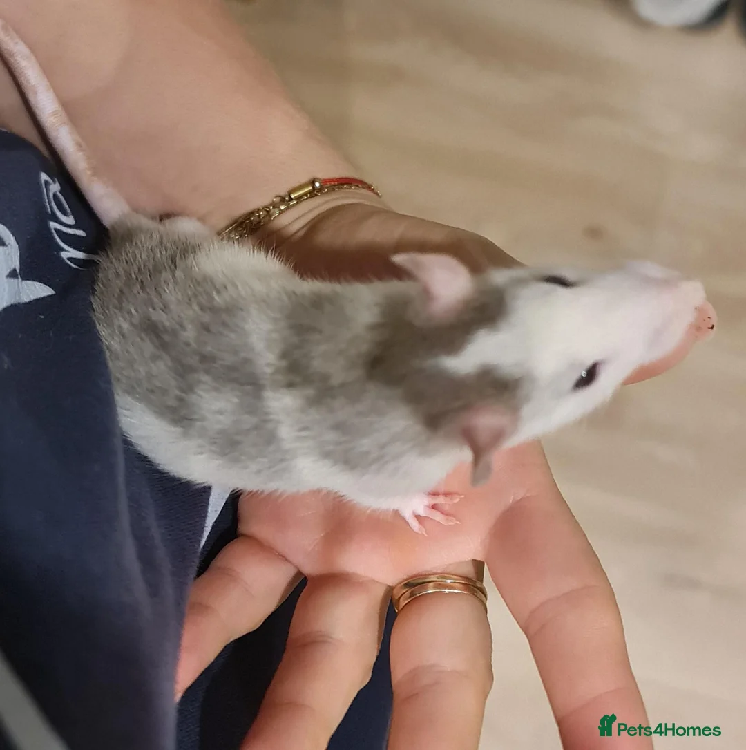 Rat rodents for sale: Baby rats - Advert 2