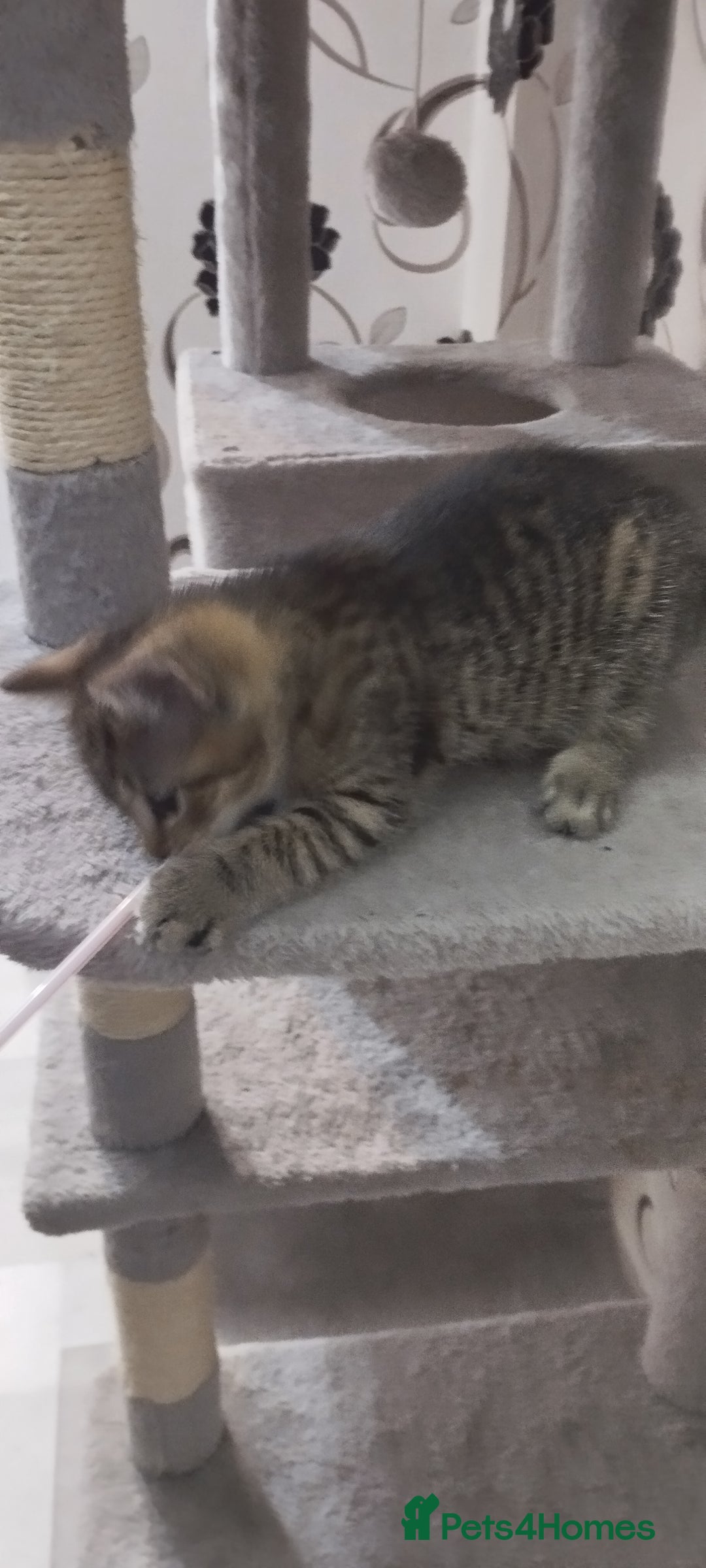 British Shorthair cats for sale: Lovely cute kittens search new homes  - Advert 4