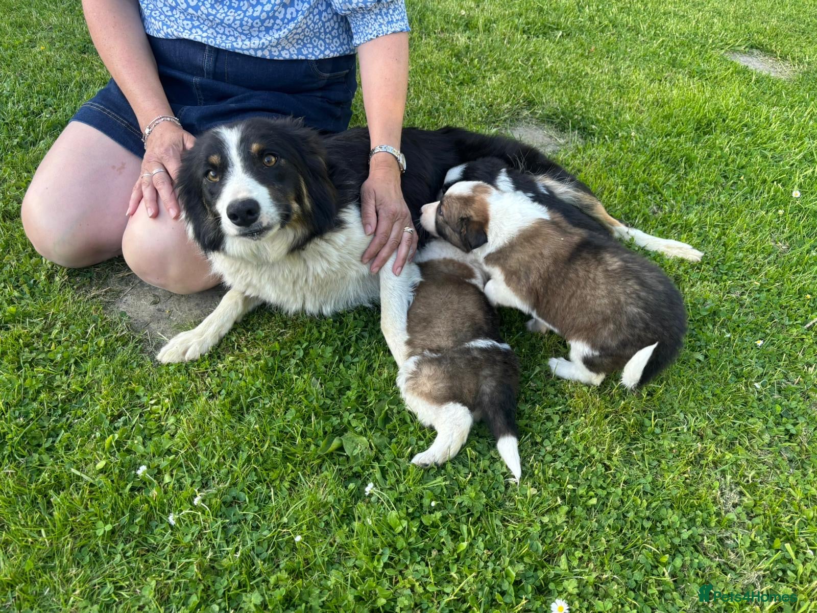 Border Collie dogs 4 gorgeous Border Collie Puppies - Advert 15