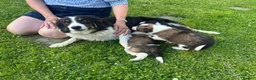 Border Collie dogs for sale: 4 gorgeous Border Collie Puppies - Advert 1