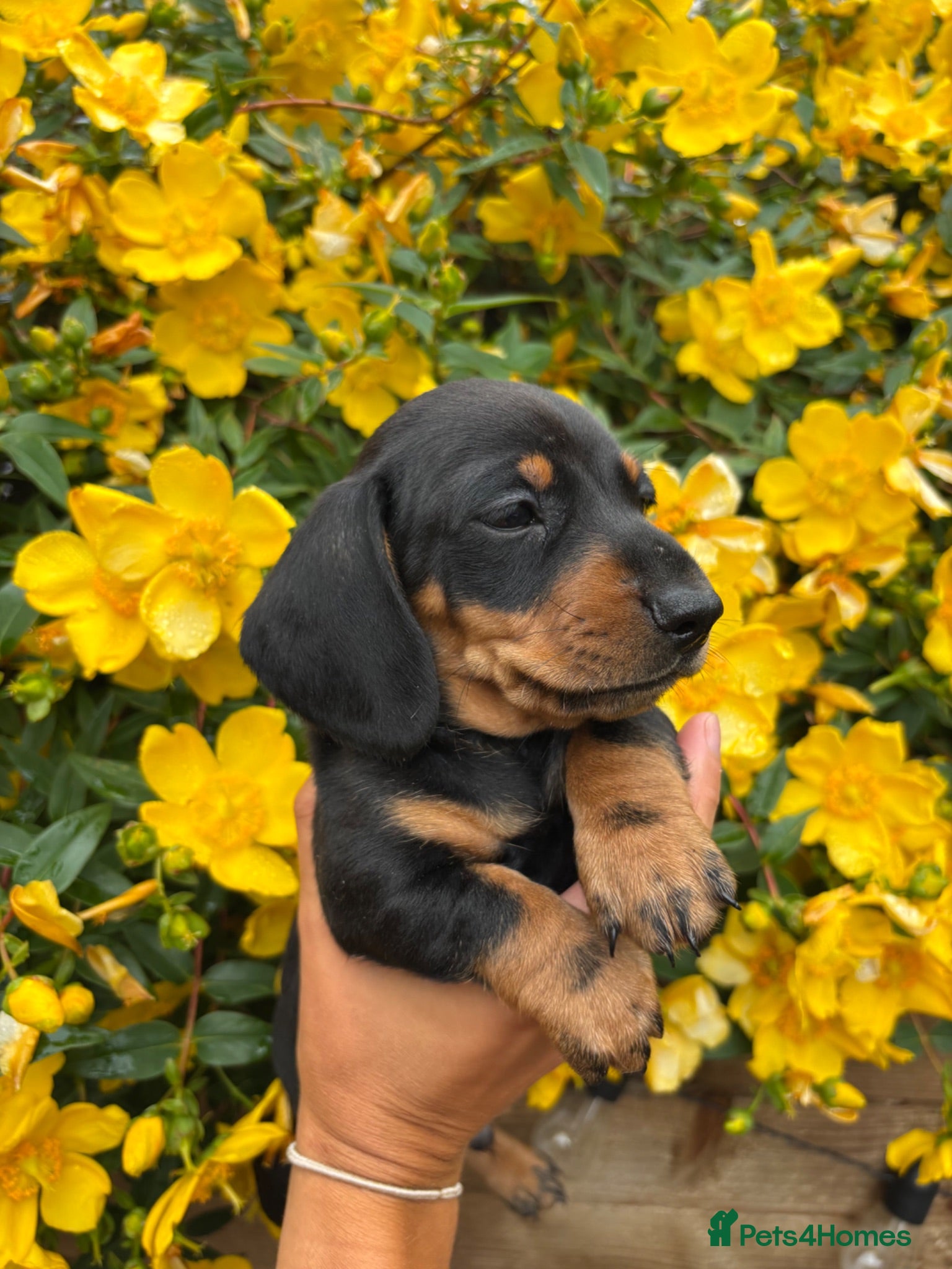 Miniature Dachshund dogs Stunning KC Pedigree Miniature Dachshund Puppies - Advert 2