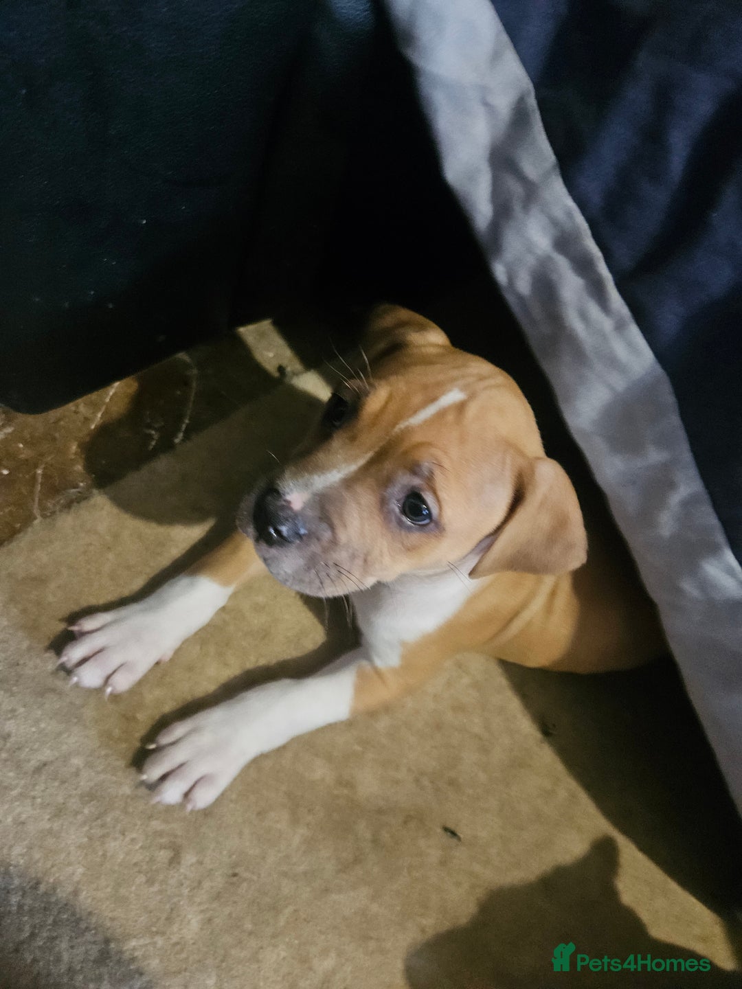 Mixed Breed dogs for sale: Gorgeous litter of puppies red fawn  - Image 3