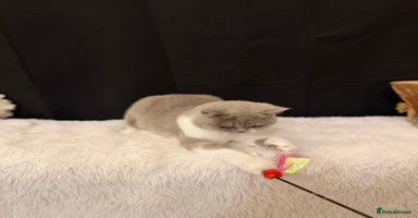 British Shorthair cats - Advert 12